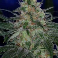 The Void (AKA Purple Apollo) Regular Seeds - 5