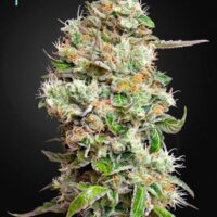 King's Kush CBD Auto Feminised Seeds - 10