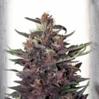 Violet Kush Auto Feminised Seeds - 1