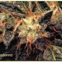 Bella Donna Feminised Seeds - 5