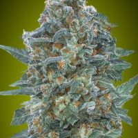 Critical Lemon CBD Auto Feminised Seeds - 1
