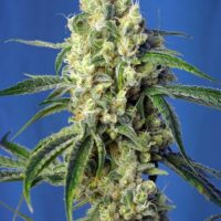 Green Poison CBD Feminised Seeds - 3