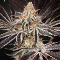 Dark Phoenix Feminised Seeds - 3