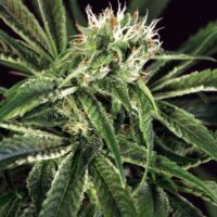 Amnesia #7 Feminised Seeds - 5