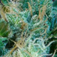 Gnomo Auto Feminised Seeds - 10