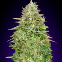 Critical Poison FAST Feminised Seeds - 3