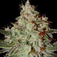 Lemon Skunk Feminised Seeds - 3