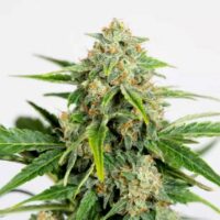 Amnesia Pure CBD Auto Feminised Seeds - 3