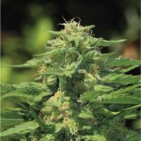 Dream Queen Feminised Seeds - 3
