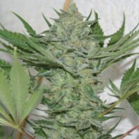 Critical Haze Feminised Seeds - 3