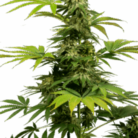 Black Harlequin CBD Feminised Seeds - 10