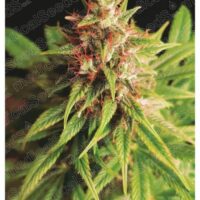 Red Cross CBD Feminised Seeds - 3