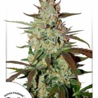 Blue Mazar Auto Feminised Seeds - 1