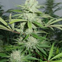 Cannalope Haze Feminised Seeds - 3