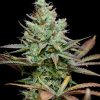 Pennywise Regular Seeds - 5