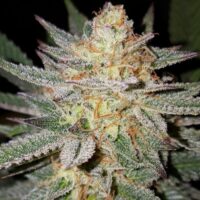 Sour Grape Regular Seeds - 6