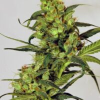 Spicy Bitch Feminised Seeds - 3