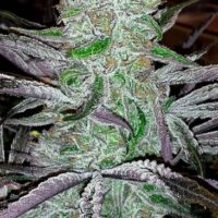 Best Friend Regular Seeds - 6