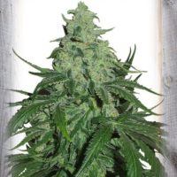 Super Skunk Auto Feminised Seeds - 1