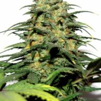 Big Bud Feminised Seeds - 3