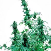 Early Skunk Feminised Seeds - 5