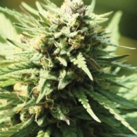 Slightly Stoopid Fruits Feminised Seeds - 3
