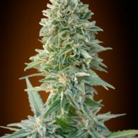 Jack Herer Auto Feminised Seeds - 1