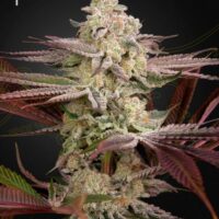 Chemical Bride Feminised Seeds - 3
