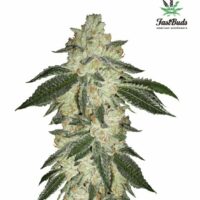 Green Crack Auto Feminised Seeds - 1