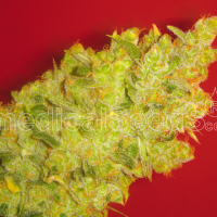 Jack La Mota Feminised Seeds - 3