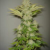 Bubblicious Feminised Seeds - 3