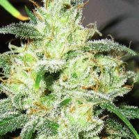 Gorilla Cheese Feminised Seeds - 1