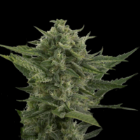 Reek'n Auto Feminised Seeds - 5