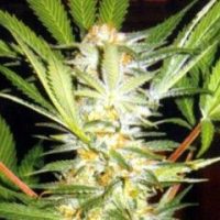 White Domina Feminised Seeds-10