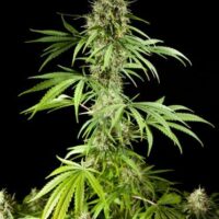 Easy Haze Feminised Seeds - 3