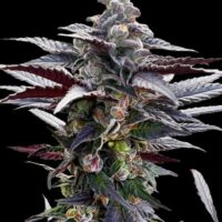 Pink Sunset Feminised Seeds - 3