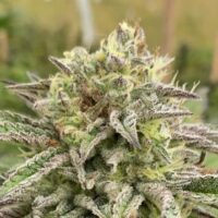 Break-Up Cake Auto Feminised Seeds - 1