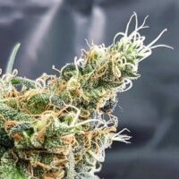 Blueberry Glue (formerly Glueberry) Feminised Seeds - 1