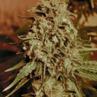 Somango Widow Feminised Seeds - 3