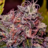 Caramel Ice Feminised Seeds - 3