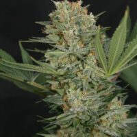 Black Alpha Feminised Seeds - 3