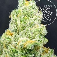 Champagne Orange Regular Seeds - 6