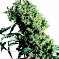 NL#5 x Haze Feminised Seeds - 10