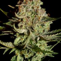 Super Bud Feminised Seeds - 5