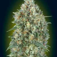 Gelato #33 Auto Feminised Seeds - 1