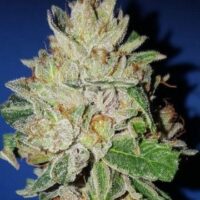 Violet Kush Feminised Seeds - 3