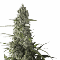 Prima Holandica Regular Seeds - 24