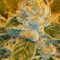 Sour Ripper Feminised Seeds - 1