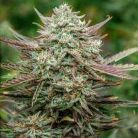 Face Fat Auto Feminised Seeds - 5+2