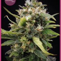 La Rica Classic THC Feminised Seeds - 3